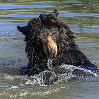 Twee Amerikaanse zwarte beren (Ursus americanus) spelen in meer